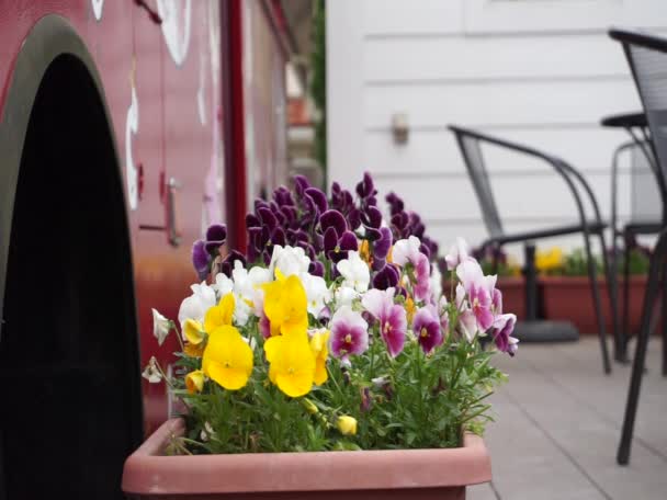 Vackra färgglada Pansy blommande blommor rör sig i vinden — Stockvideo