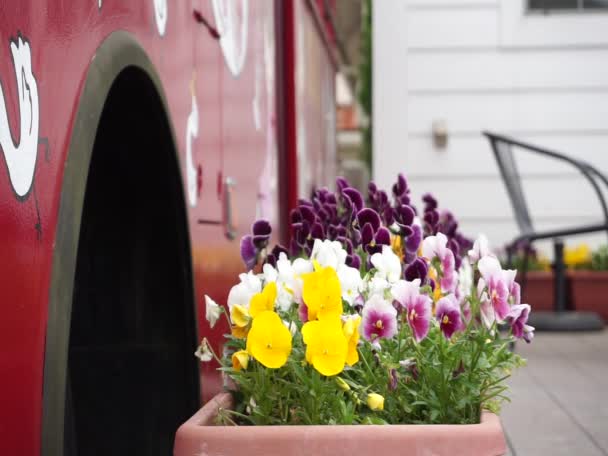 Vackra färgglada Pansy blommande blommor rör sig i vinden — Stockvideo