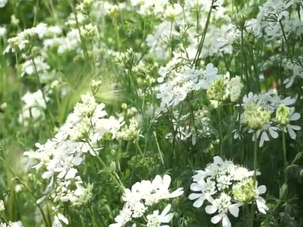 Blooming White flowers bouquet moving in the wind — Stock Video