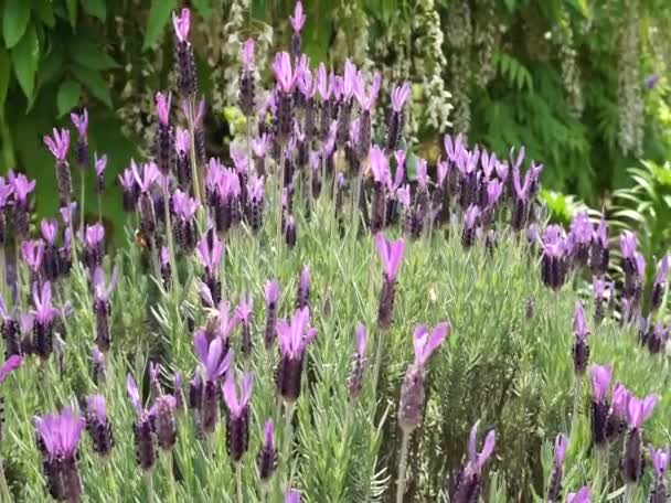 Gyönyörű lila virágok nőnek a kertben — Stock videók