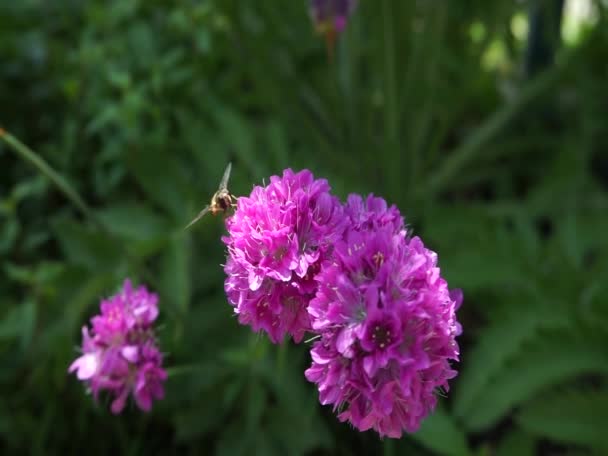 Blommande lila blommor bukett rör sig i vinden — Stockvideo