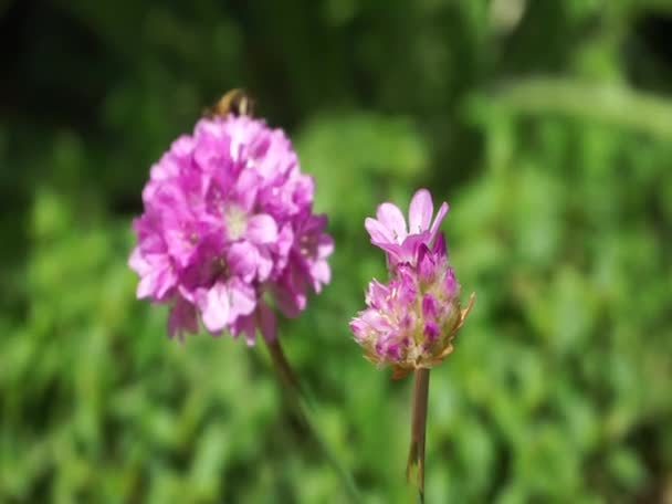 Blommande rosa blommor bukett rör sig i vinden — Stockvideo