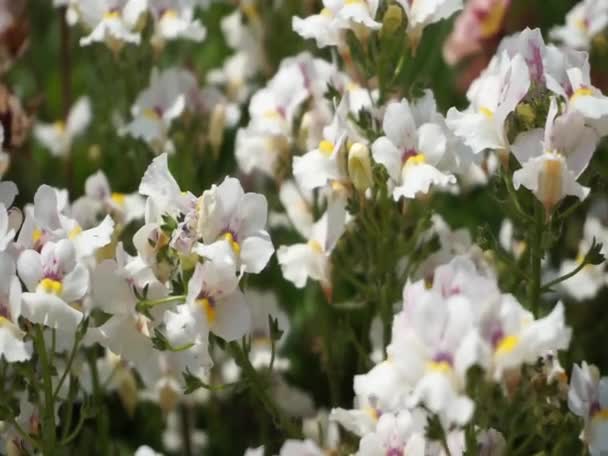 Bloeiende witte bloemen boeket bewegende in de wind — Stockvideo