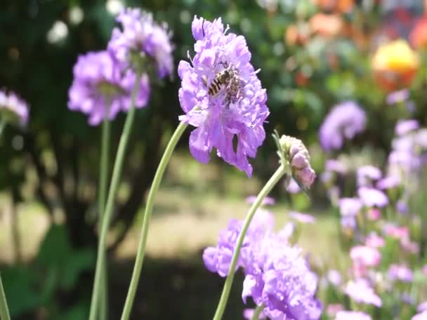 Gyönyörű lila virágok nőnek a kertben — Stock videók