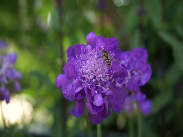 Belles fleurs violettes poussant dans le jardin — Video