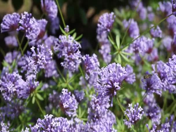 Krásné fialové květy rostoucí v zahradě — Stock video