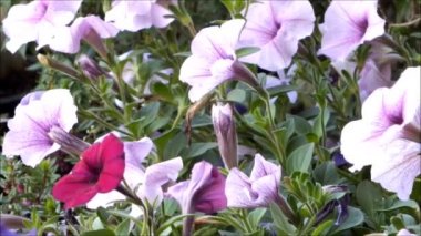 Rüzgarda hareket eden güzel Blooming Petunia Yaz çiçekleri yakın