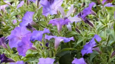 Rüzgarda hareket eden güzel Blooming Petunia Yaz çiçekleri yakın