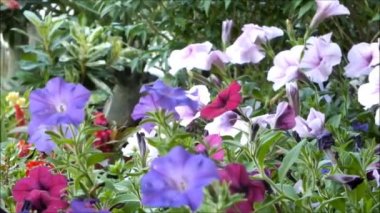 Rüzgarda hareket eden güzel Blooming Petunia Yaz çiçekleri yakın
