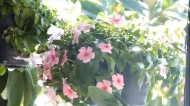 Rüzgarda hareket eden güzel Blooming Petunia Yaz çiçekleri yakın