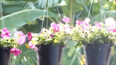 Rüzgarda hareket eden güzel Blooming Petunia Yaz çiçekleri yakın