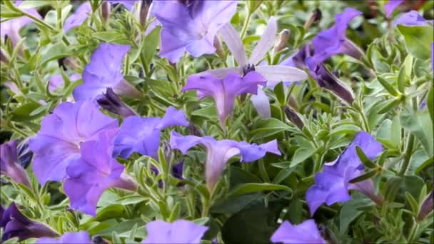 Närbild Vackra Blommande Petunia Sommarblommor Flyttar Vinden — Stockvideo