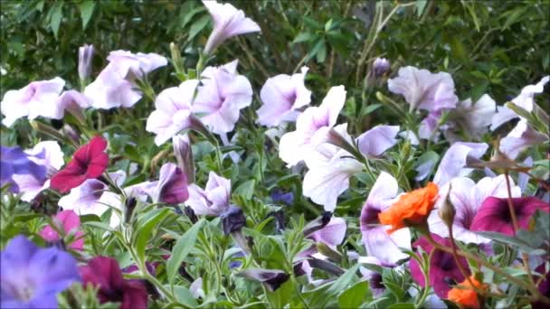 Närbild Vackra Blommande Petunia Sommarblommor Flyttar Vinden — Stockvideo