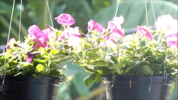 Närbild Vackra Blommande Petunia Sommarblommor Flyttar Vinden — Stockvideo