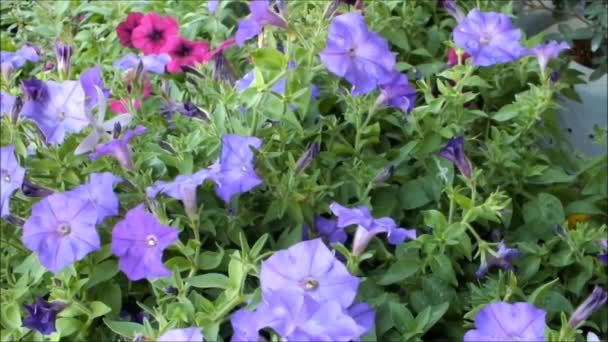 Primer Plano Hermosa Petunia Floreciente Flores Verano Moviéndose Viento — Vídeos de Stock