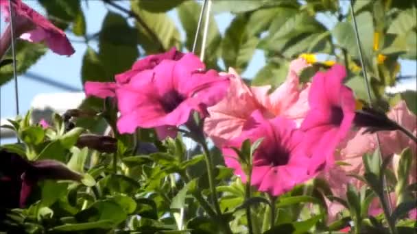 Tutup Indah Mekar Petunia Bunga Musim Panas Bergerak Dalam Angin — Stok Video