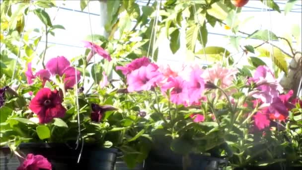 Närbild Vackra Blommande Petunia Sommarblommor Flyttar Vinden — Stockvideo
