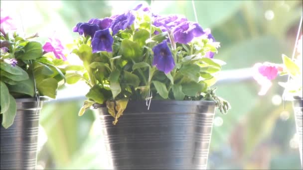 Close Van Prachtige Bloeiende Petunia Zomer Bloemen Bewegende Wind — Stockvideo