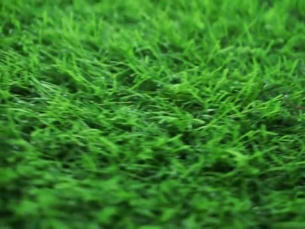 Textura de césped artificial verde para el fondo — Vídeos de Stock