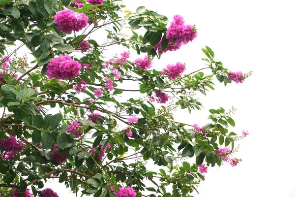 Lila Crape Myrte Blühende Blume Mit Leerzeichen Auf Weißem Hintergrund — Stockfoto