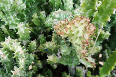 yeşil kaktüs sulu yakın doğa arka plan