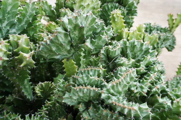 Green Cactus Succulent Close Nature Background — Stock Photo, Image