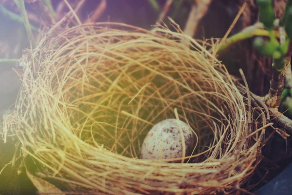 bird nest with egg in the garden with filter color