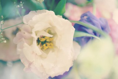 Yakın güzel Pembe gül çiçek buketi