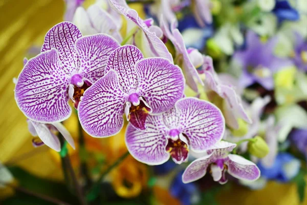 Flores Bonitas Bud Orchid Perto Acima — Fotografia de Stock