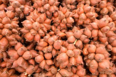 Yakın Salacca Yılan tropikal meyve arka plan