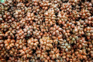 Yakın Salacca Yılan tropikal meyve arka plan