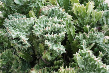 yeşil kaktüs sulu yakın doğa arka plan