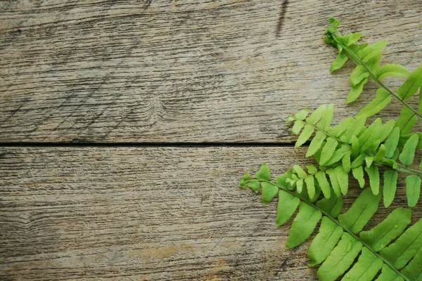 Папоротник Оставляет Зеленое Растение Космической Копией Деревянном Фоне — стоковое фото