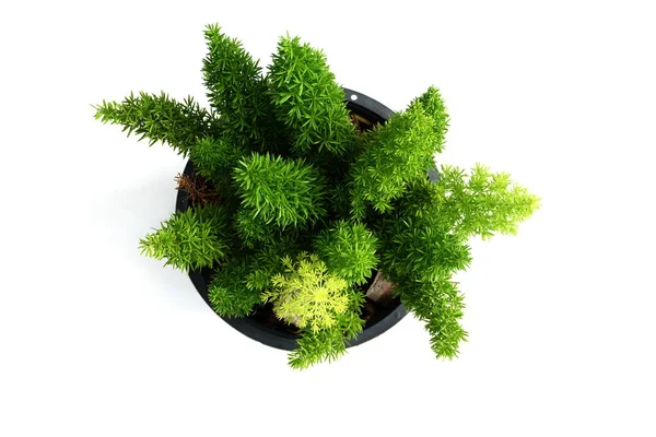 Foxtail Fern Isolerad Vit Bakgrund — Stockfoto