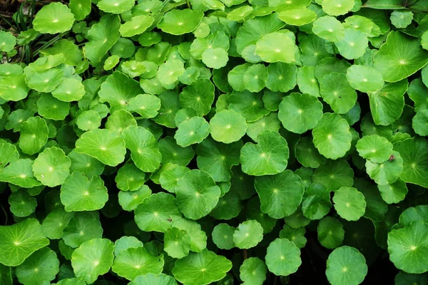 Latar Belakang Meninggalkan Hijau Centella Asiatica — Stok Foto