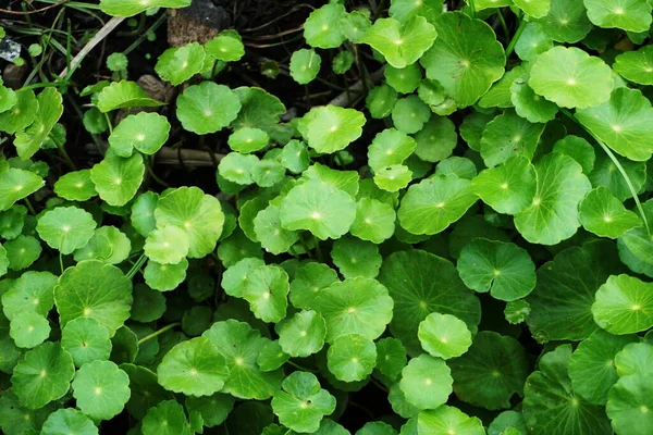 Centella Asiatica Green Leave Background — Stock Photo, Image