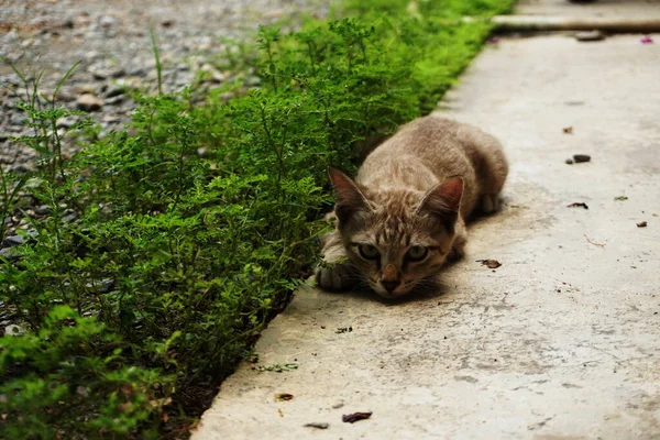 かわいい灰色の赤ちゃん猫はコンクリートの床に横たわっていた — ストック写真