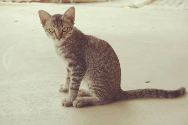 Cute Szary Kotek Baby Położyć Się Betonowej Podłodze — Zdjęcie stockowe