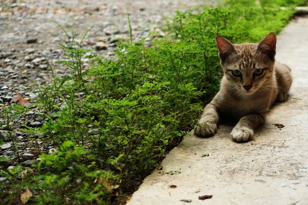 Grazioso Gatto Bambino Grigio Sdraiato Sul Pavimento Cemento — Foto Stock