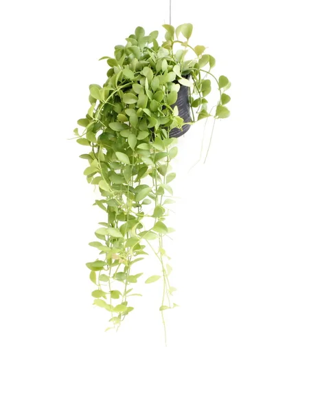 Green house ivy plant Hanging in flower pot isolated on white background