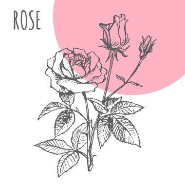 Vektör gül çiçek gül aroma esans ya da bitkisel çay paketi için botanik ot baharat kroki