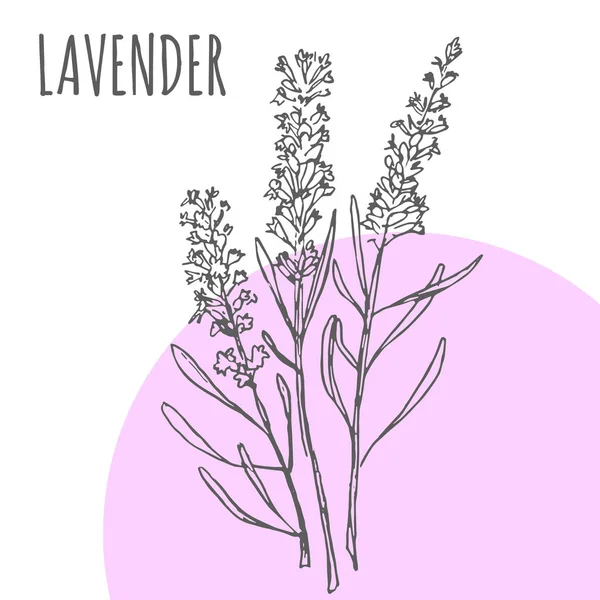 Lavendel Vector Sketch Botanische Kruid Kruid Voor Aroma Etherische Olie — Stockvector