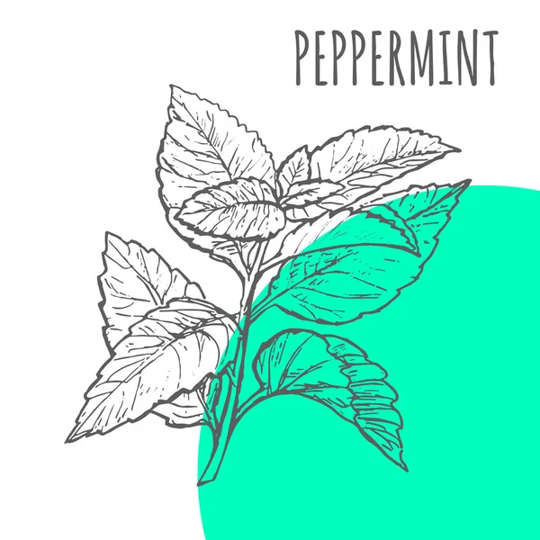 Peppermint Vector Sketch Botanical Herb Spice Peppermint Aroma Essential Oil — Stock Vector