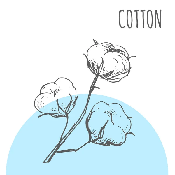 コットン化粧品や繊維製品のパッケージ デザインの綿の葉ベクター スケッチ植物植物 — ストックベクタ