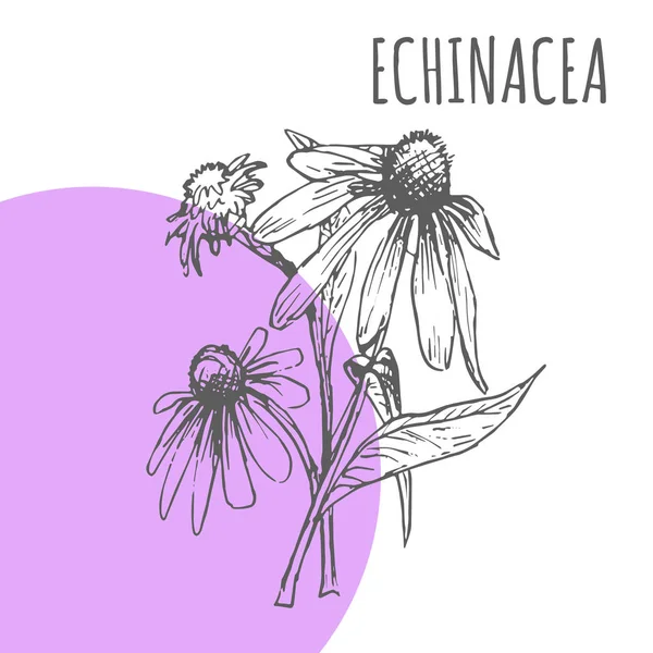 Echinacea Vetor Esboço Botânico Ervas Especiarias Para Echinacea Aroma Óleo — Vetor de Stock