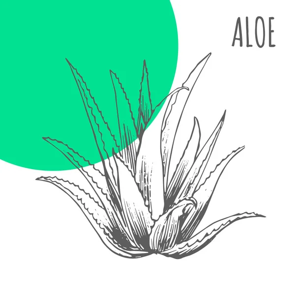Aloe Vera Schizzo Vettore Erba Botanica Crema Idratante Aloe Cosmetici — Vettoriale Stock