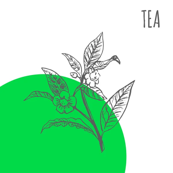 茶树芳香精油或草药化妆品及医药包装茶载体草 — 图库矢量图片