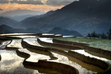 Mu Cang Chai, yen Bai Eyaleti, Vietnam sulama sezonunda terasların güzel sahne