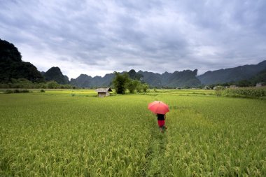 Huzurlu toplayan güzel dağ orman Thuong Lam Komün, Tuyen Quang Eyaleti, Vietnam
