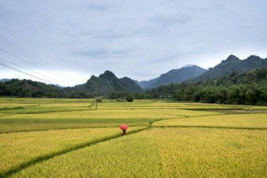 pirinç tarlaları ve yol köyü Thuong Lam Komün, Tuyen Quang Eyaleti, Vietnam hasat zamanında huzurlu manzara